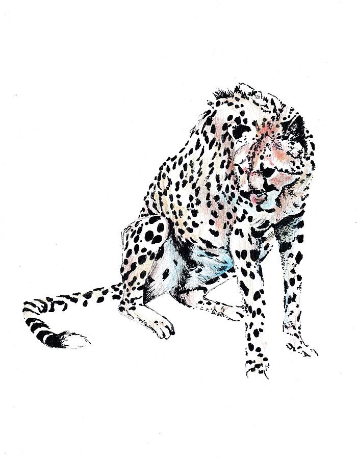 700x900 Cheetah Drawing - Cheetah Drawing