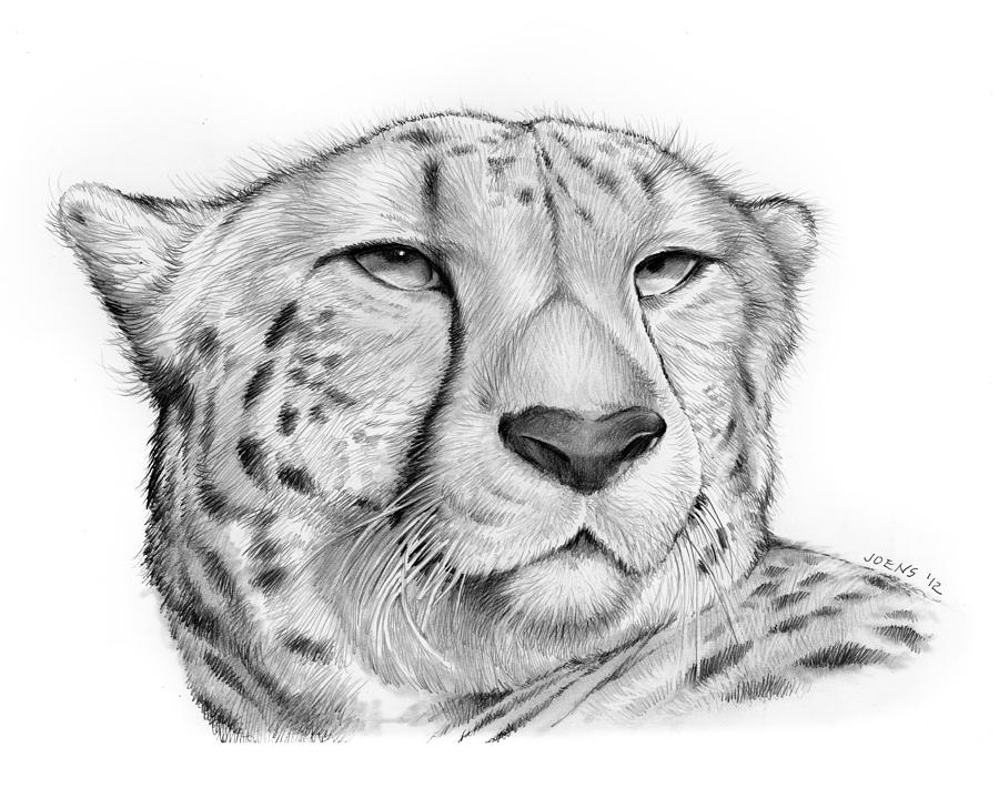 900x719 Cheetah Drawing - Cheetah Drawing