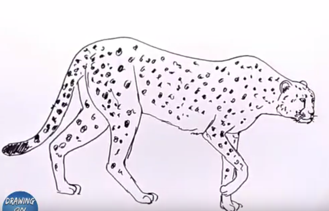 651x417 How To Draw A Cheetah Easy Step - Cheetah Drawing Easy