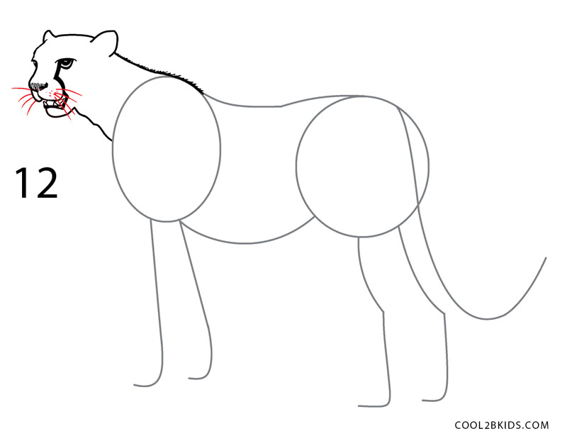800x615 How To Draw A Cheetah - Cheetah Drawing Easy