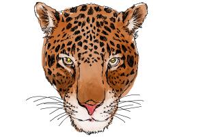 300x200 How To Draw A Cheetah Face - Cheetah Drawing Easy