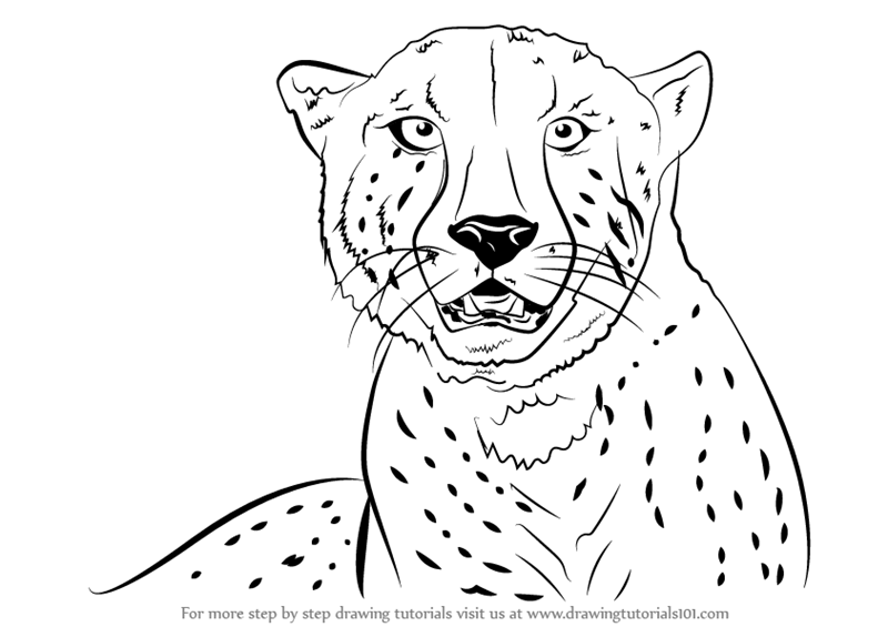 800x565 Learn How To Draw A Cheetah's Face - Cheetah Drawing Easy