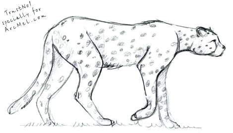 470x269 Drawing Cheetah Medianet - Cheetah Drawing Easy