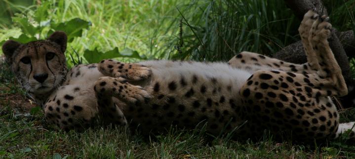 719x322 The Cheetahfor Kids - Cheetah Drawing For Kids