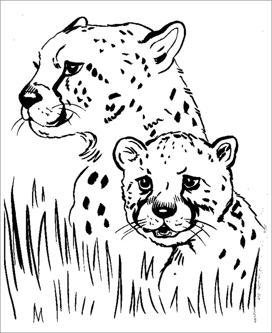 900x1101 cheetah drawing for kids and cheetah coloring pages - Cheetah Drawing For Kids
