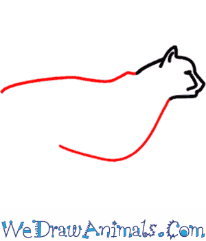 300x350 How To Draw A Cheetah - Cheetah Drawing Step By Step