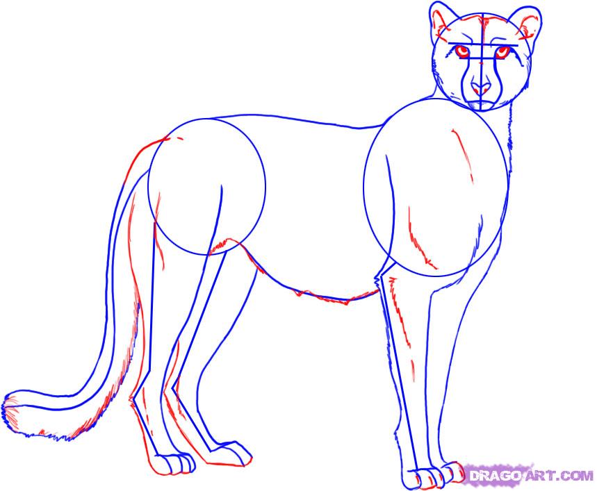 859x707 How To Draw A Cheetah, Step - Cheetah Drawing Step By Step