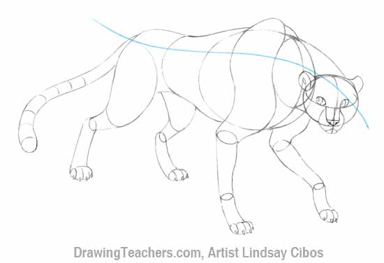 550x377 How To Draw A Cheetah Step - Cheetah Drawing Step By Step