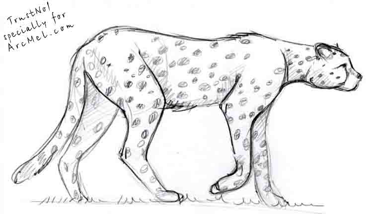 753x431 How To Draw Cheetah Step - Cheetah Drawing Step By Step
