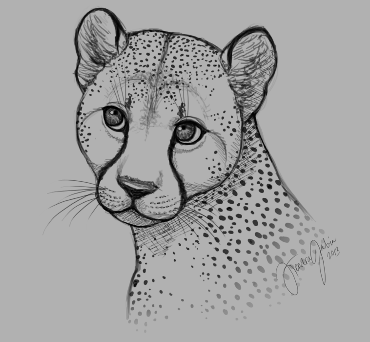 758x700 Cheetah Face Drawing Step - Cheetah Face Drawing