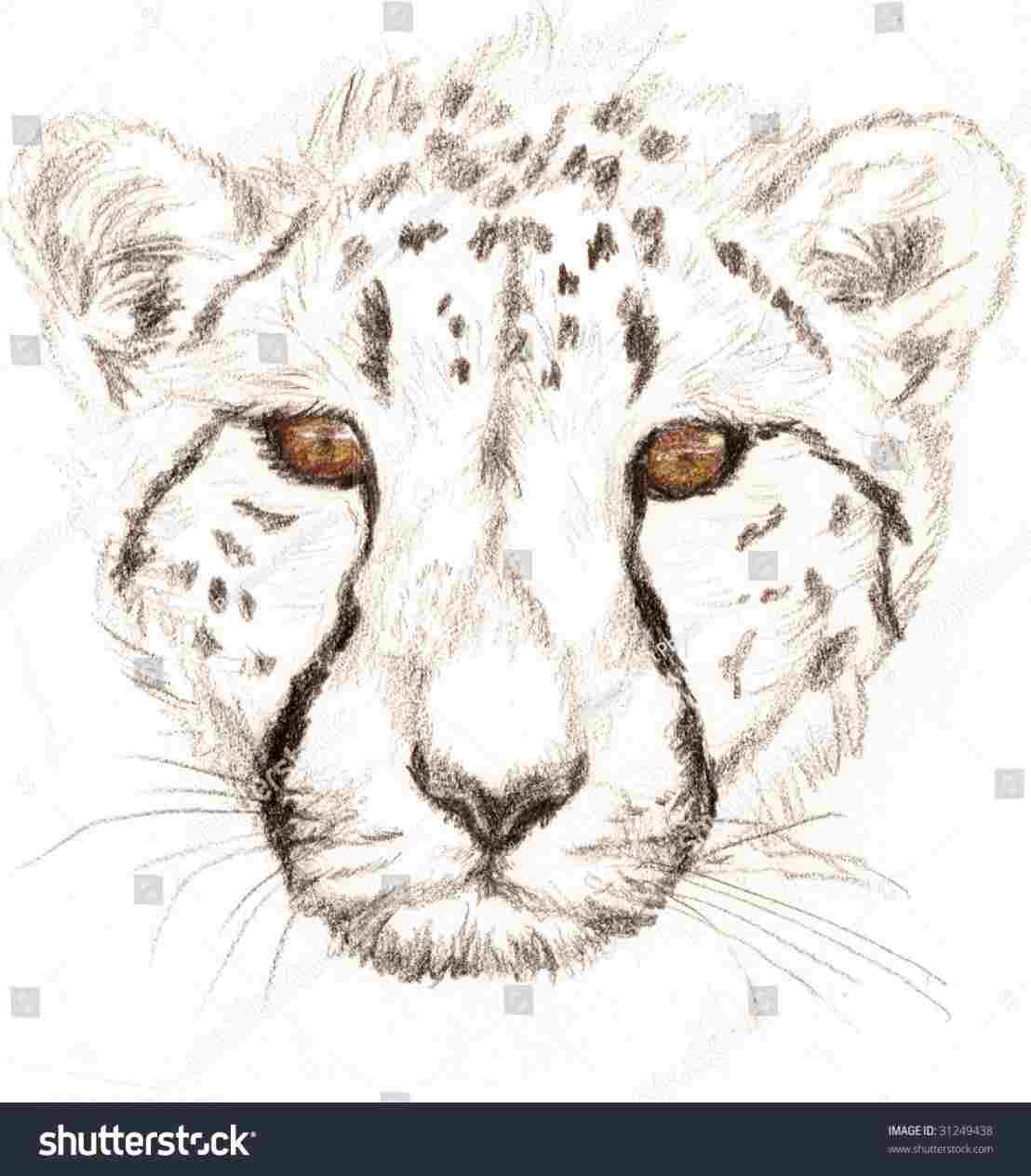1108x1264 Cheetah Face Pencil Drawing - Cheetah Face Drawing