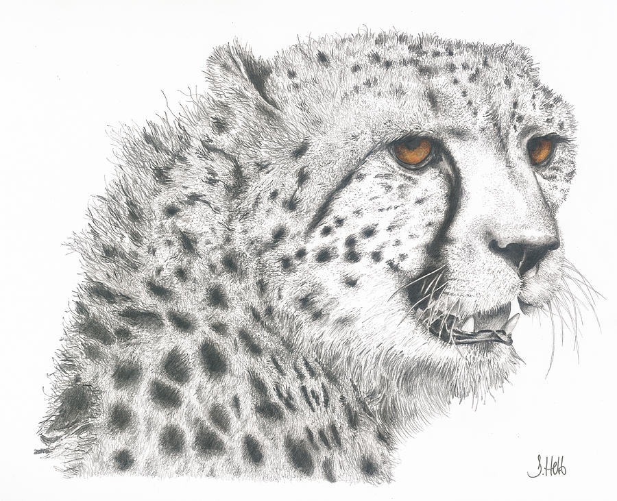 900x731 Cheetah Glory Drawing - Cheetah Face Drawing