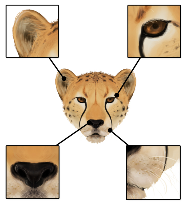 600x659 How To Draw Animals Big Cats, Their Anatomy And Patterns - Cheetah Face Drawing
