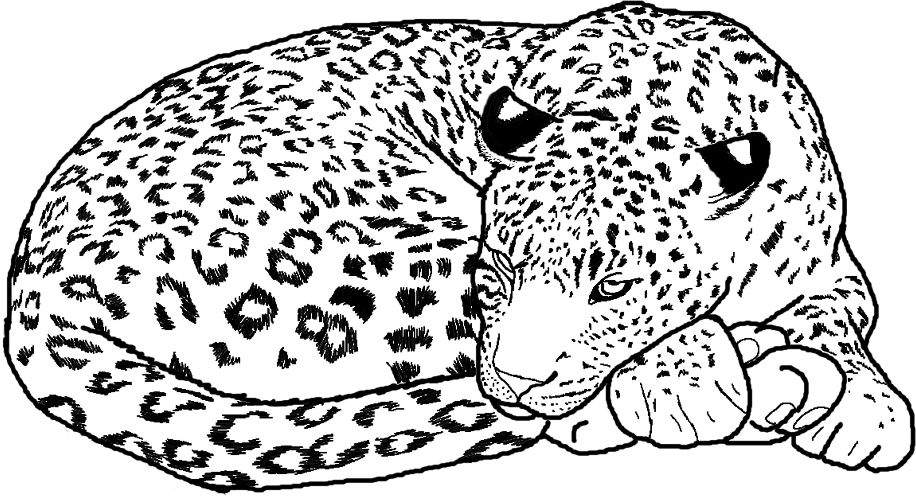 3000x1629 a cheetah face drawing coloring pages, coloring pages cheetah - Cheetah Face Drawing