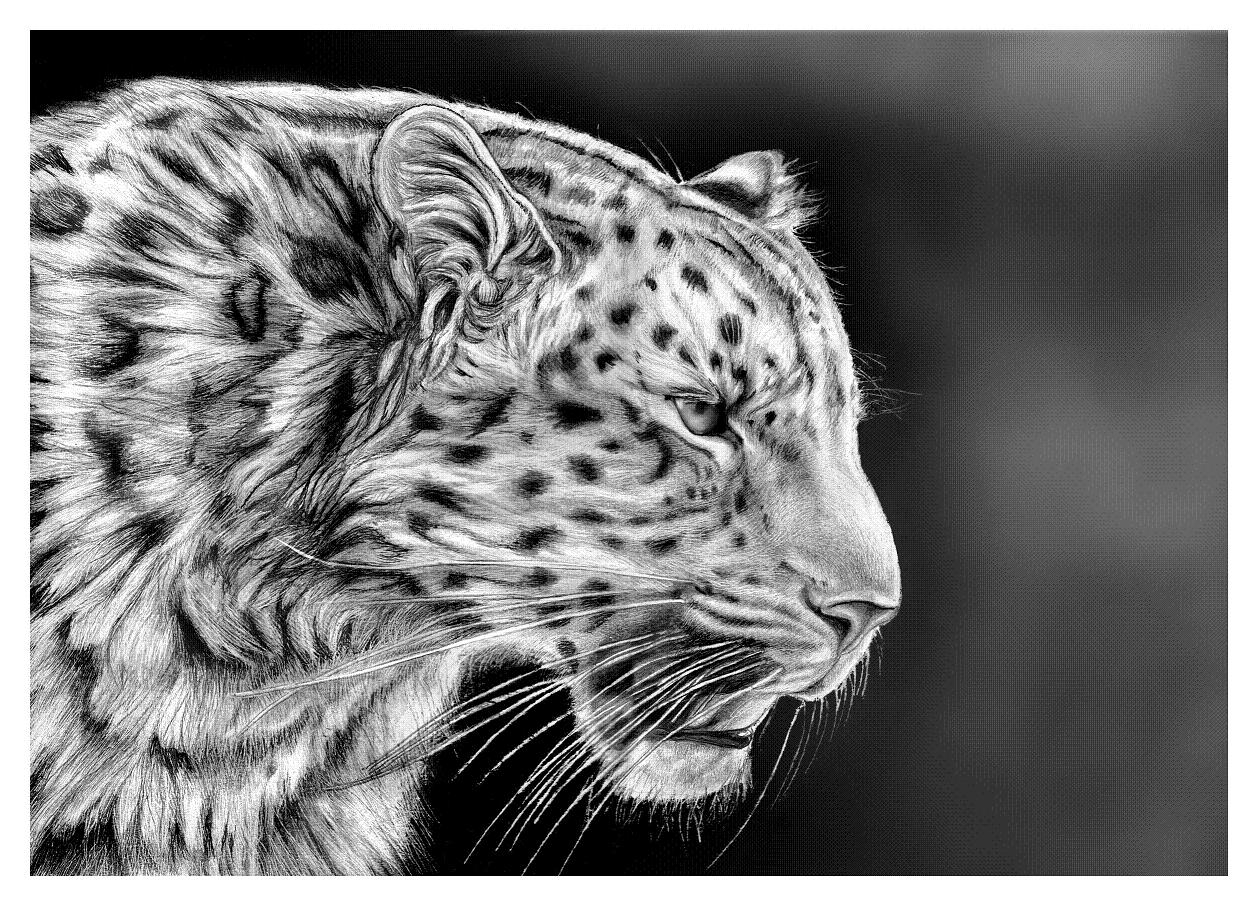 1258x906 How To Draw Realistic Cheetah Tiger Step - Cheetah Face Drawing