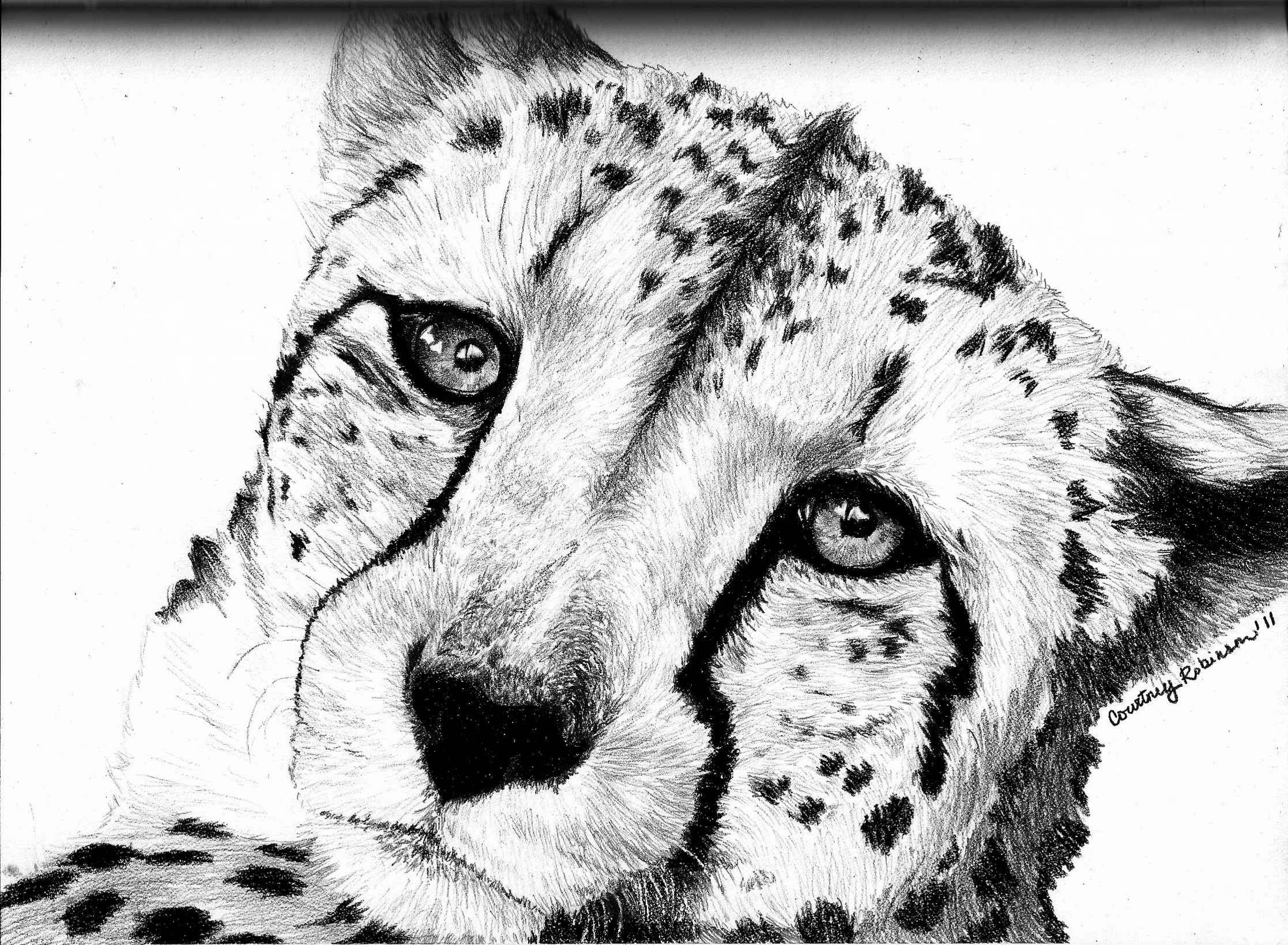 Cheetah Face Drawing at Explore collection of