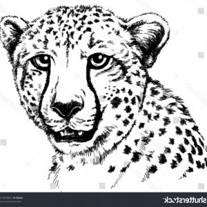 300x300 black white vector sketch cheetahs face arenawp - Cheetah Face Drawing