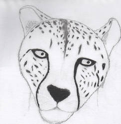 243x250 Cheetah's Face Drawing - Cheetah Face Drawing
