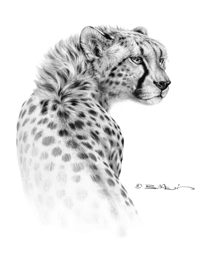 700x908 Cheetah - Cheetah Head Drawing