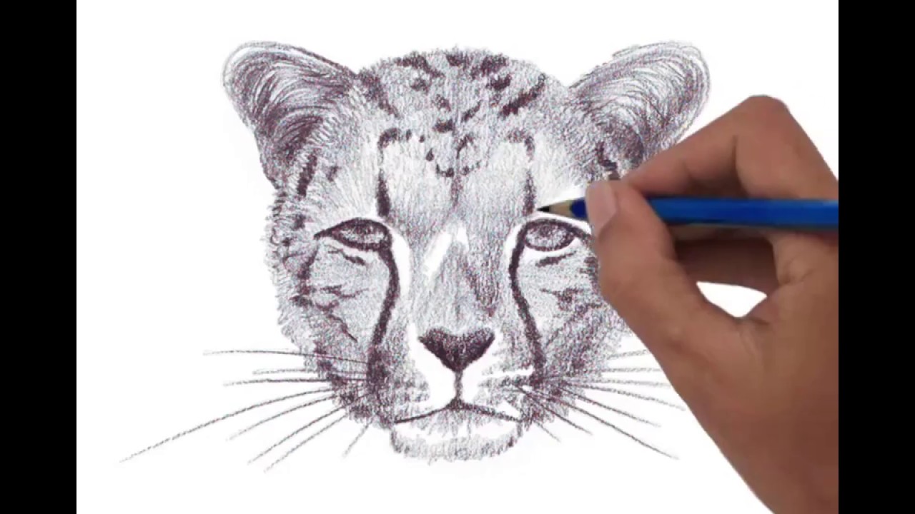 1280x720 Cheetah Head, Front View - Cheetah Head Drawing