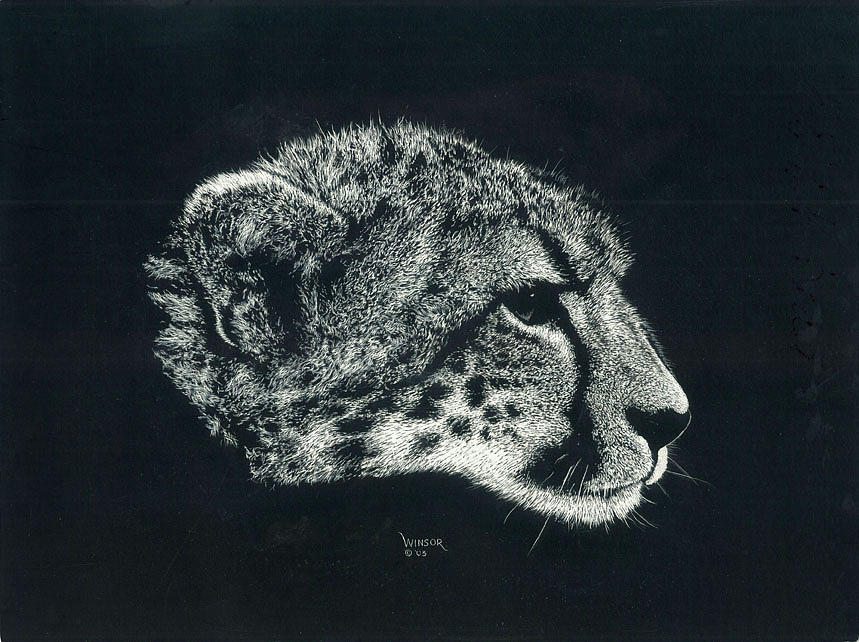 859x642 Cheetah Head Drawing - Cheetah Head Drawing
