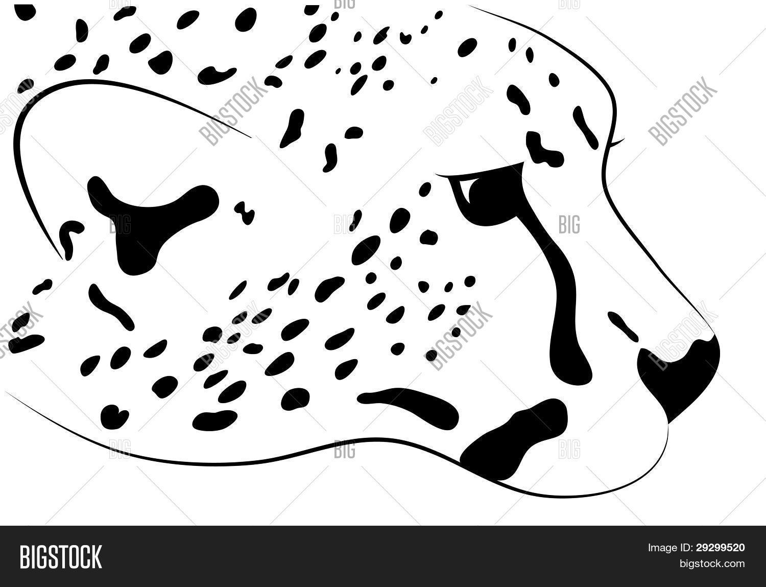 1500x1149 Cheetah Head Drawing - Cheetah Head Drawing