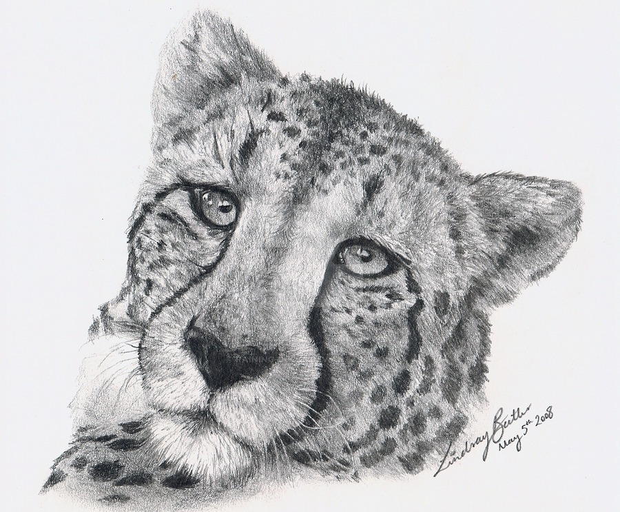 Cheetah Head Drawing at Explore collection of