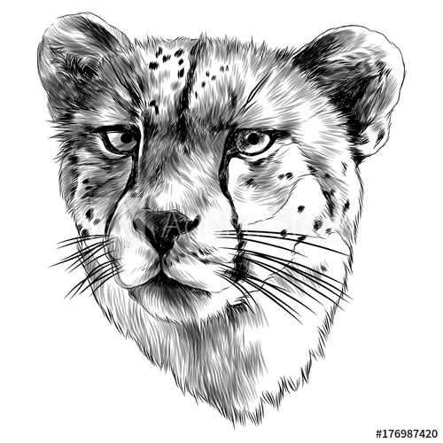 500x500 Cheetah Head Sketch Vector Graphics Monochrome Black And White - Cheetah Head Drawing