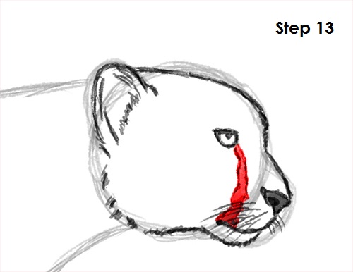 500x386 How To Draw A Cheetah - Cheetah Head Drawing