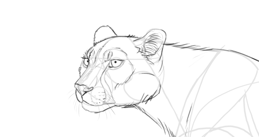 850x451 How To Draw A Cheetah - Cheetah Head Drawing