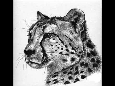 480x360 How To Draw Cheetah Face Head Pencil Drawing Step - Cheetah Head Drawing