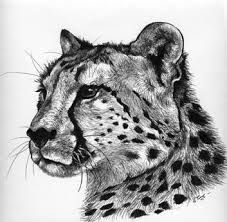 227x222 Cheetah Head Tattoo - Cheetah Head Drawing