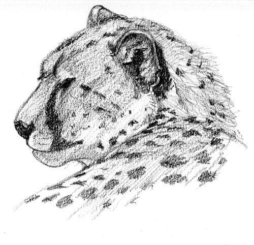 500x482 Cheetah Head Susan Fox - Cheetah Head Drawing