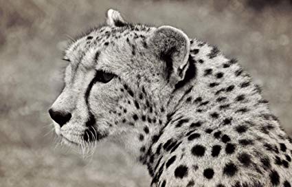 425x272 Gifts Delight Laminated Inches Poster Cheetah - Cheetah Head Drawing