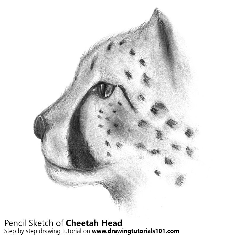 800x800 Cheetah's Head Pencil Drawing - Cheetah Head Drawing