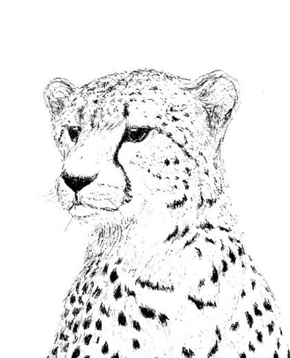 570x703 Cheetah Line Drawing - Cheetah Line Drawing
