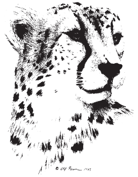 274x350 Cheetah Logo - Cheetah Line Drawing