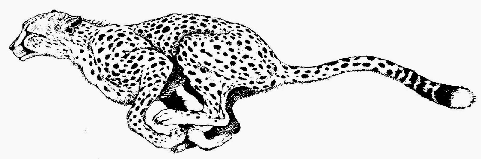 1600x530 Cheetah Drawing Free Download - Cheetah Line Drawing