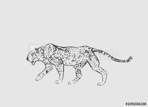 500x364 Cheetah Hand Drawn Ink Sketch Horizontal Drawing Vector - Cheetah Line Drawing