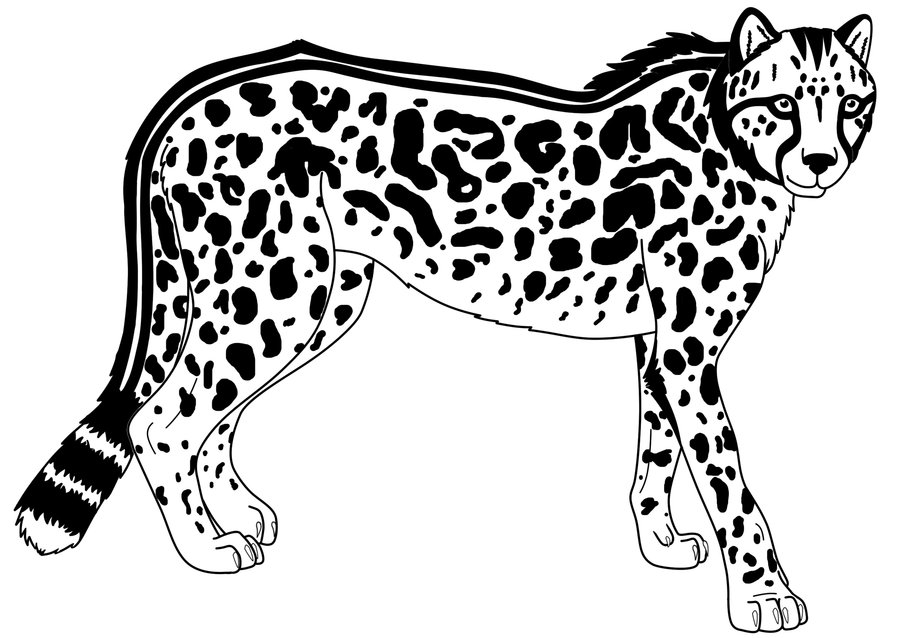 Cheetah Line Drawing at Explore