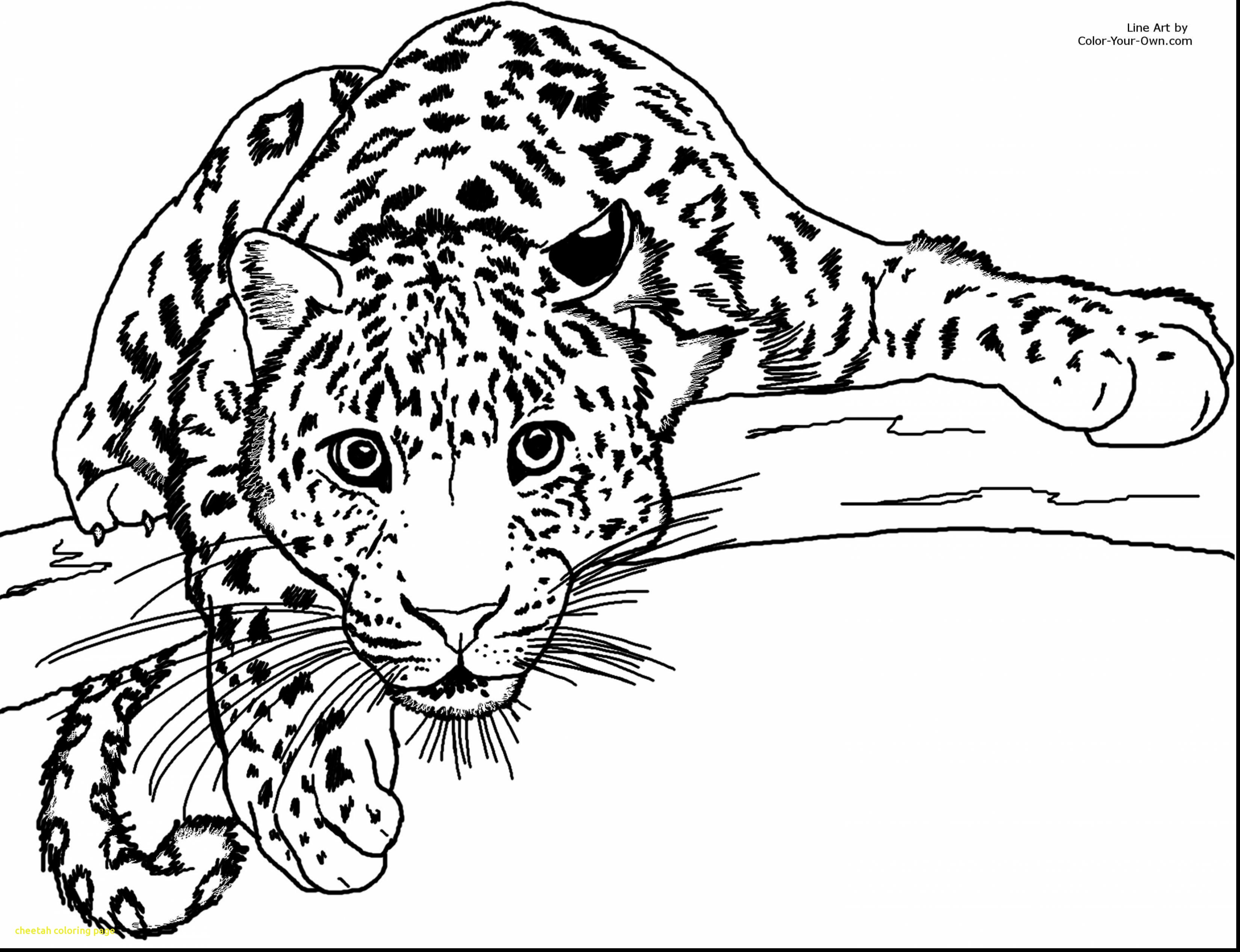 Cheetah Line Drawing at Explore collection of