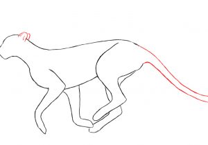 300x210 How To Draw A Realistic Cheetah Step - Cheetah Line Drawing