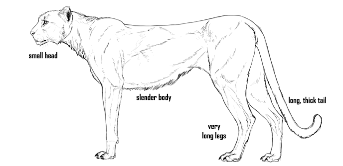 688x334 how to draw big cats lions, tigers, cheetahs, and much more - Cheetah Line Drawing