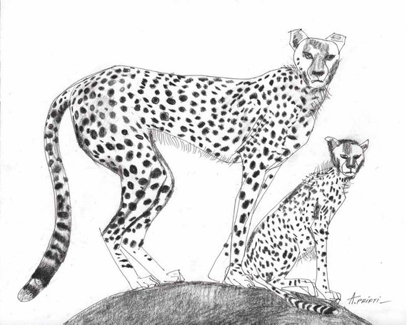 570x456 Original Chettah Drawing Blac Ink Pen Line Art Handmade Etsy - Cheetah Line Drawing