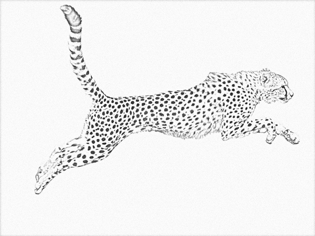 1032x774 Cheetah Line Drawing - Cheetah Line Drawing