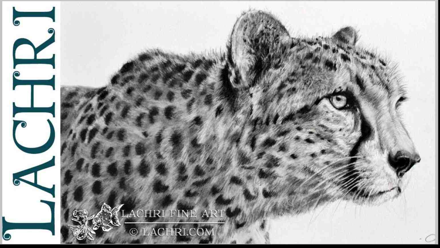 1541x871 cheetahs sketches - Cheetah Line Drawing