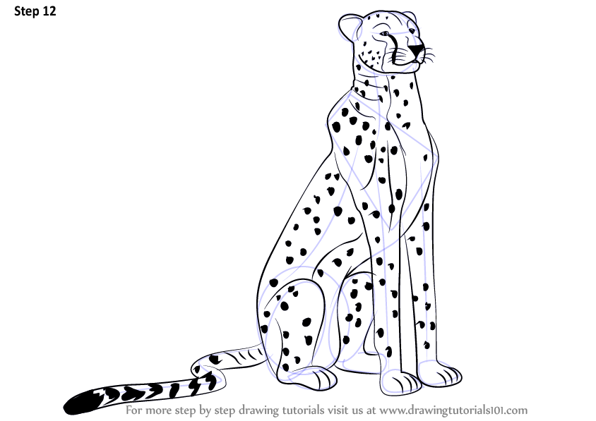 844x597 Learn How To Draw A Cheetah Sitting - Cheetah Outline Drawing