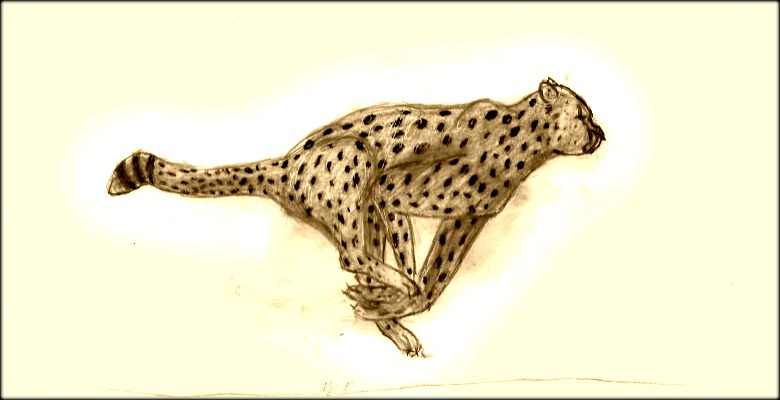 780x400 Cheetah Running Drawing Pics Download - Cheetah Running Drawing