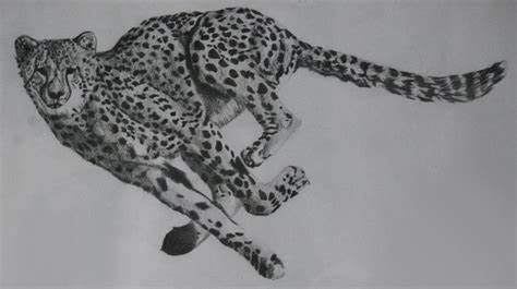 474x265 Cheetah Running Drawing Gtgt - Cheetah Running Drawing