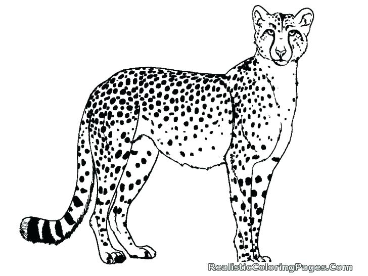 728x546 Cheetah Running Drawing - Cheetah Running Drawing